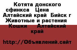 Котята донского сфинкса › Цена ­ 3 000 - Алтайский край, Бийск г. Животные и растения » Кошки   . Алтайский край